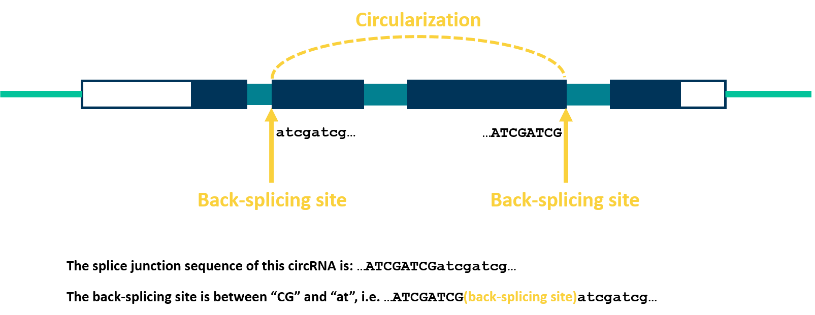 Splice junction sequence of circRNAs.