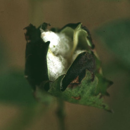 Gossypium raimondii